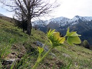 12 Helleborus viridis (Elleboro verde) con vista in Cimetto-Foppazzi-Grem)